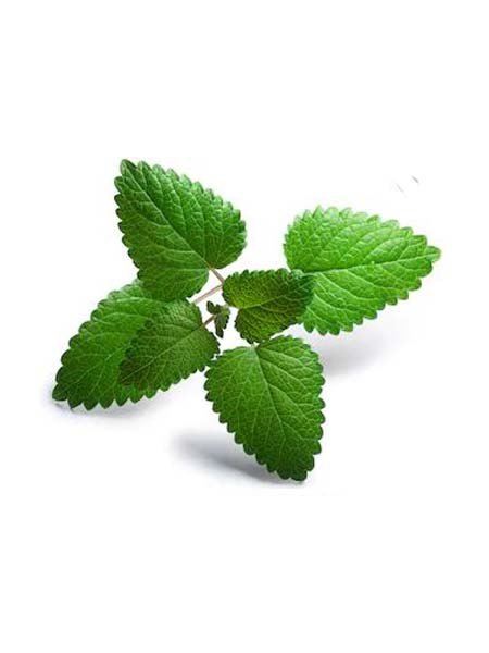 Melisse Officinale