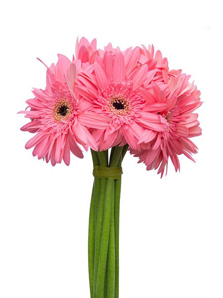 Pink Daisy