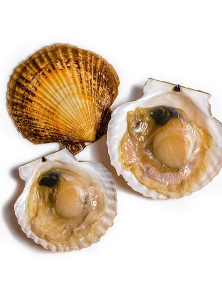 scallops