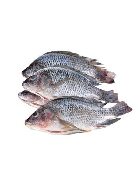 FROZEN BLACK TILAPIA WHOLE ROUND