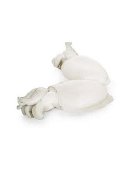 Whole Clean Cuttlefish