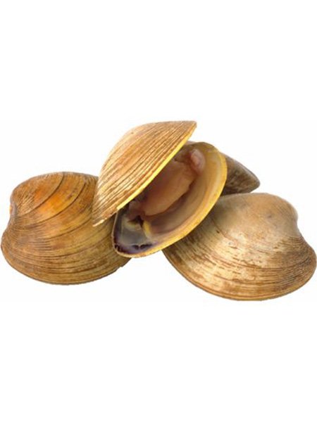 Surf Clam