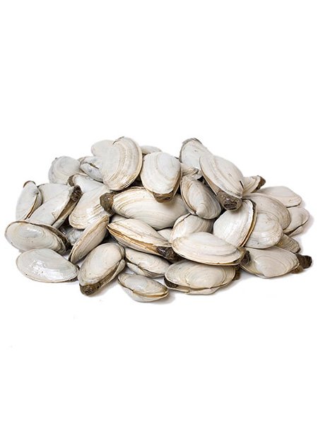 softshell clam