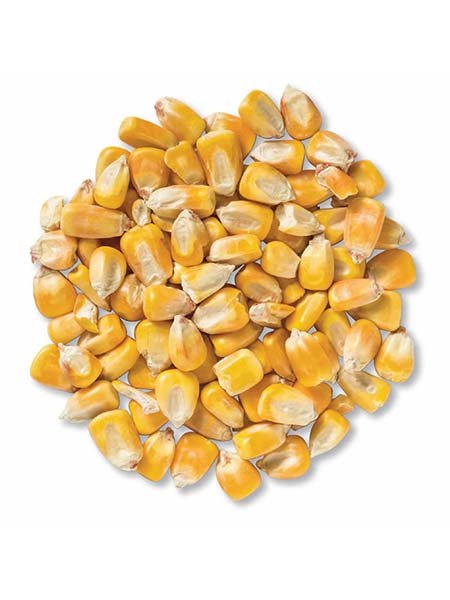 corn