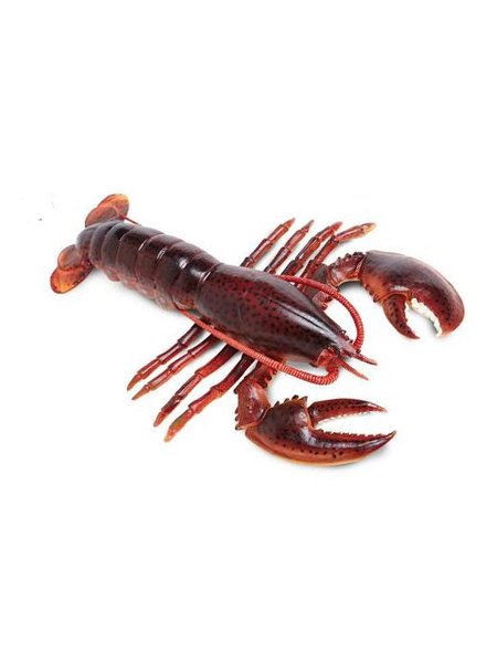 Maine Lobster
