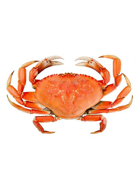 dungeness crab