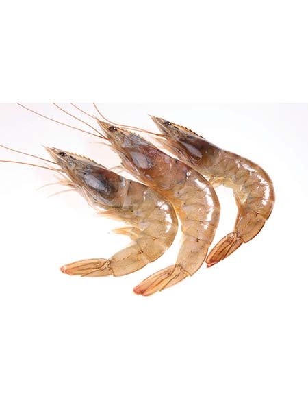 Brown Shrimp