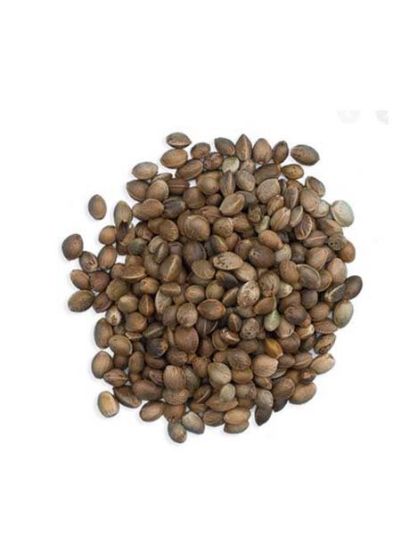 hemp seeds