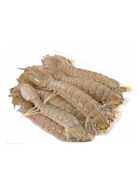 mantis shrimp