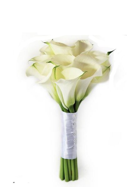 White Calla Lily