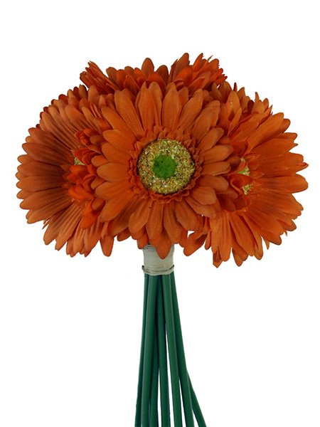 Orange Daisy