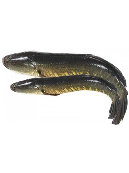 spotted snakehead fish