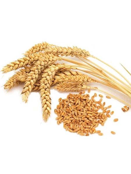 wheat