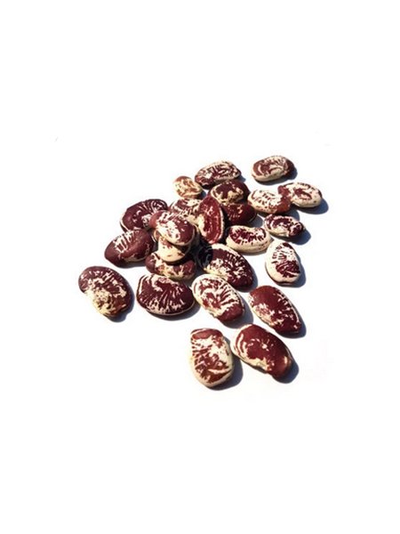 Christmas Lima  Bean