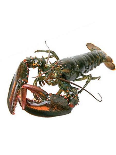 Fresh Green Lobster