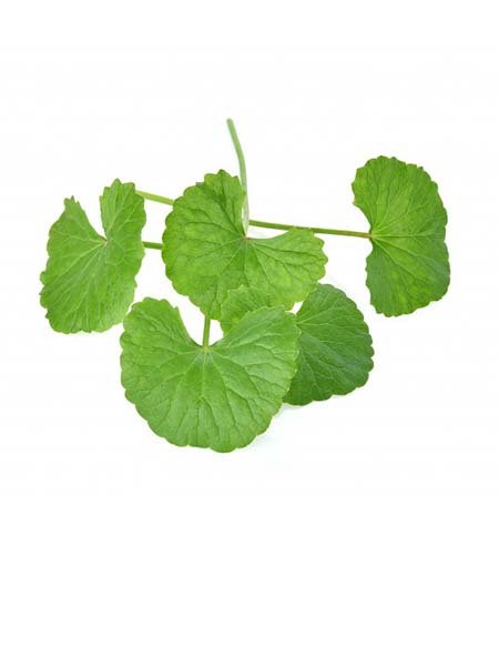Centella Asiatica