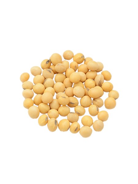 Yellow Soybean