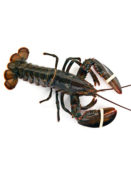 Stone Lobster