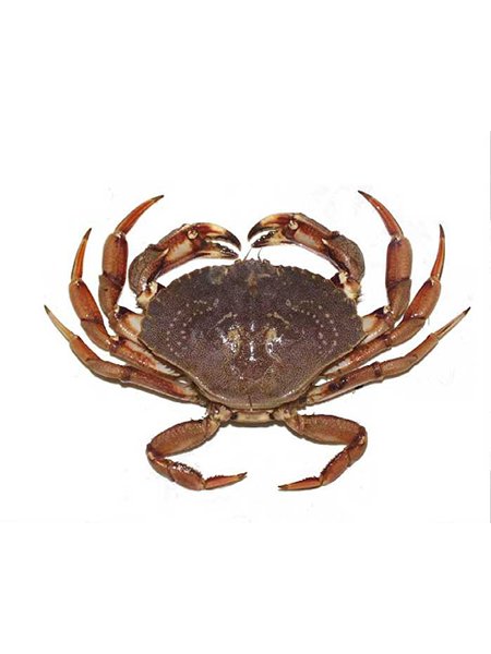 peekytoe crab