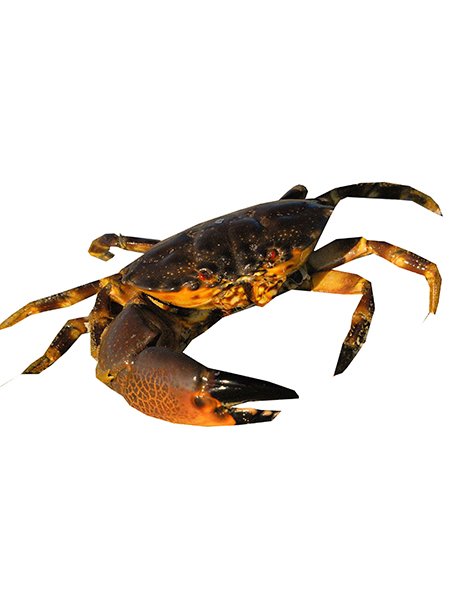 Florida stone crab
