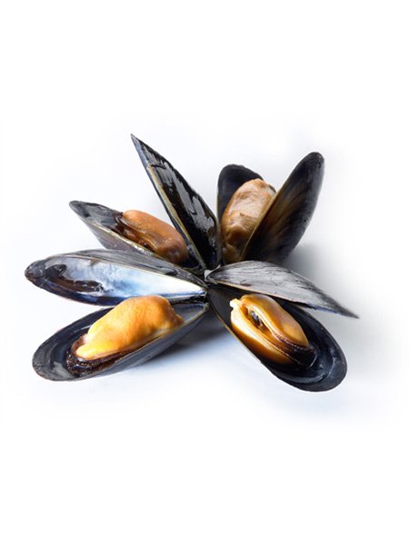 Mussel