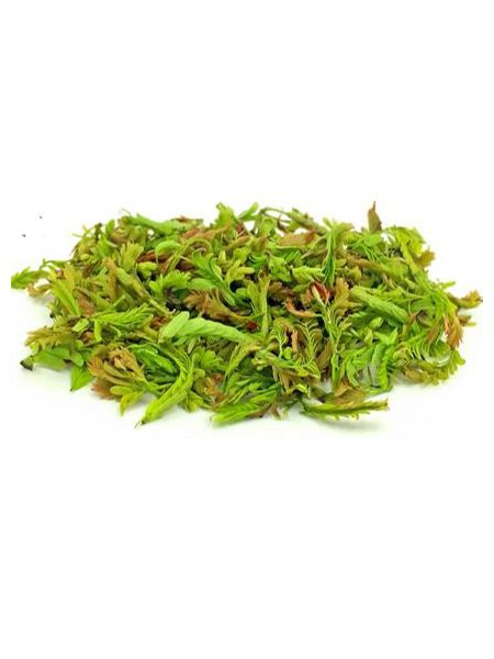 Tamarind Leaves