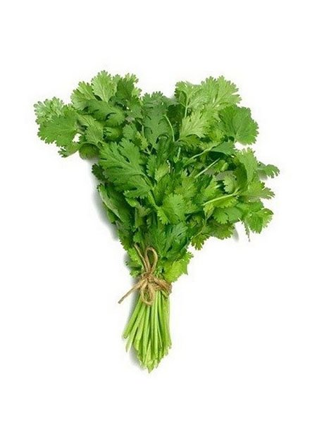 cilantro