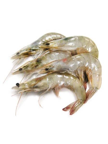 White Shrimp