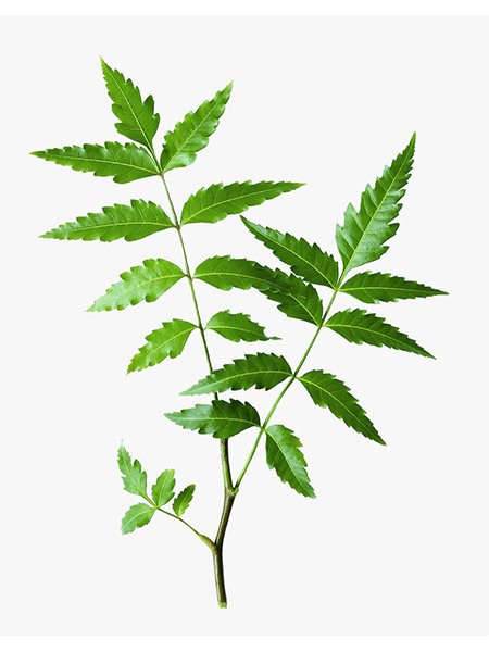 Neem