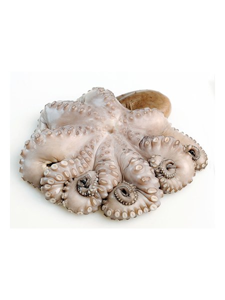 Big Clean Octopus