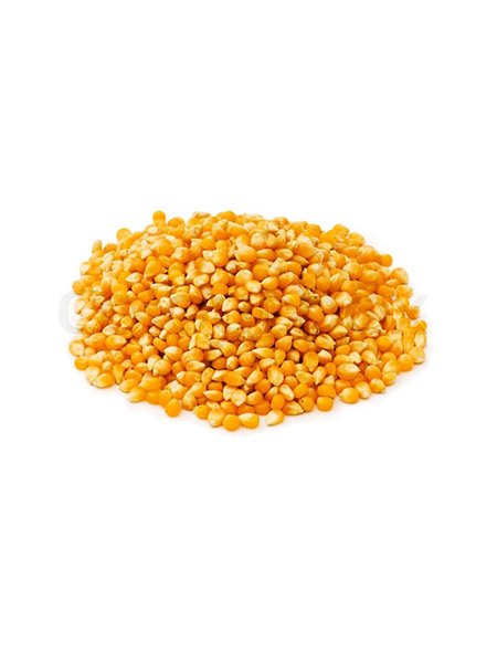 Corn Seeds