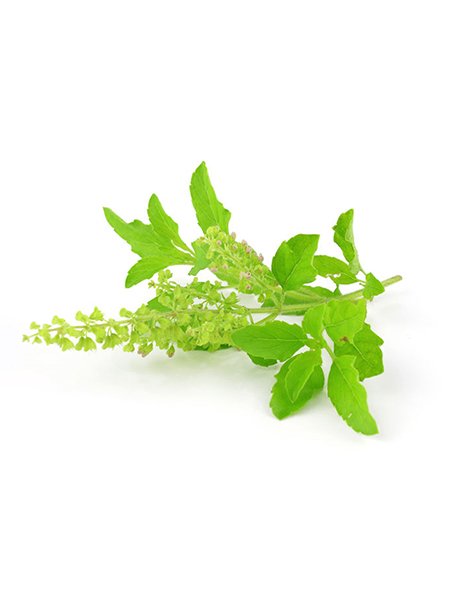 Tulsi