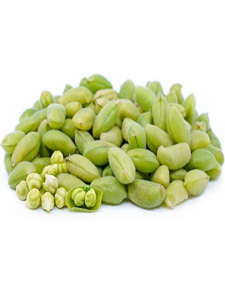 Chickpea