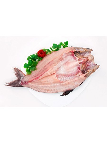 PANGASIUS BUTTERFLY