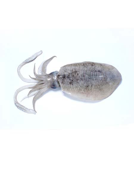 WHOLE ROUND CUTTLEFISH