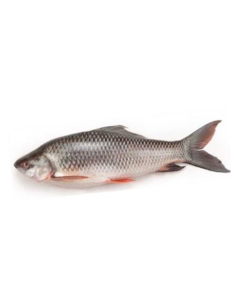 Frozen Rohu Fish