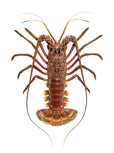 Western Rock Lobster