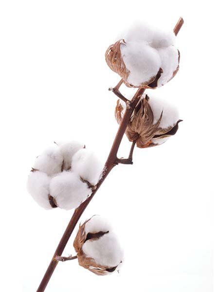 Cotton