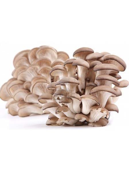 Mushroom - Oyster Punnet